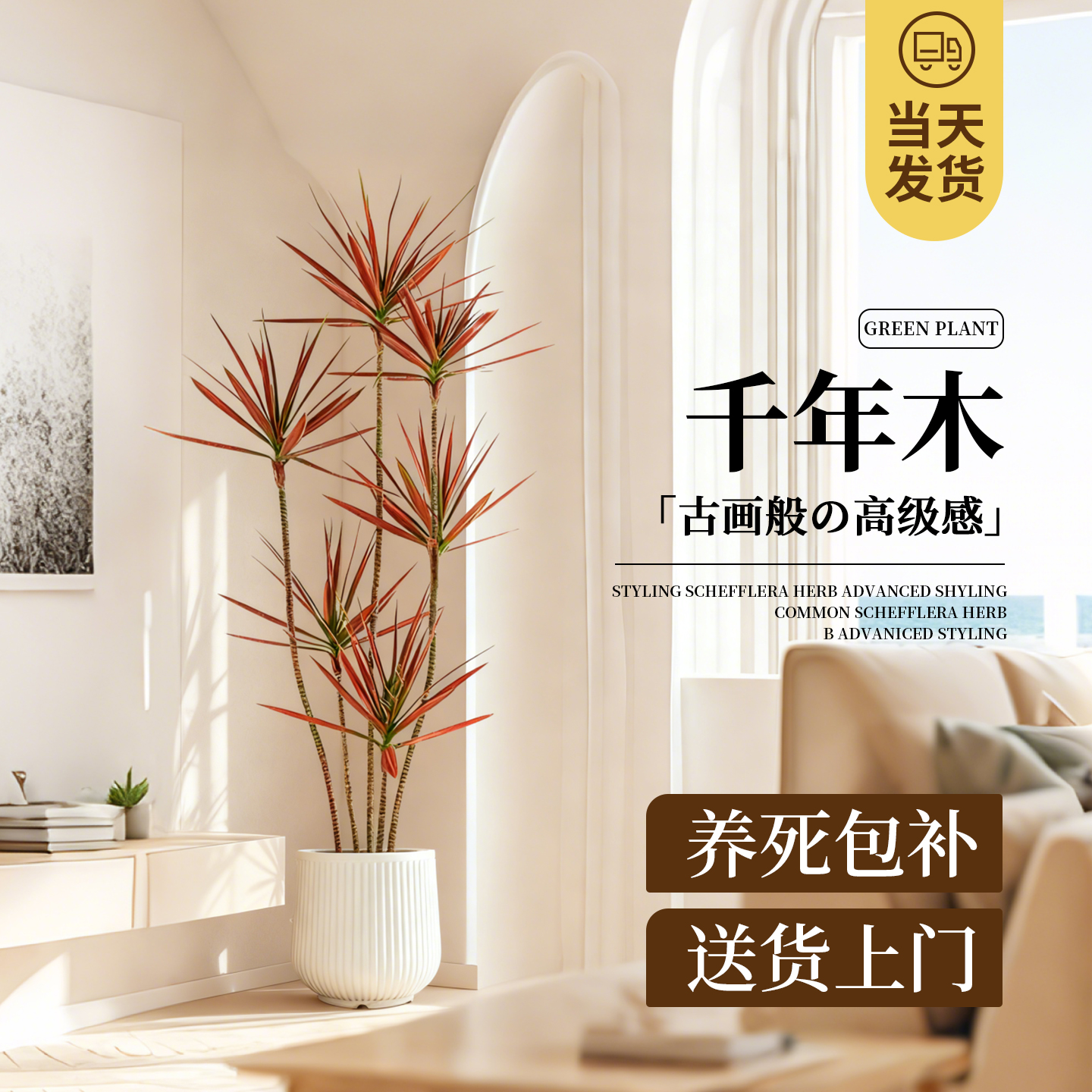 千年木大型盆栽马尾铁办公室客厅阳台龙血树植物室内七彩铁绿植