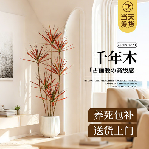千年木马尾铁龙血树大型盆栽