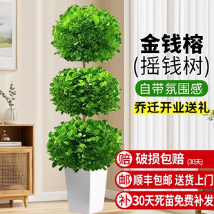 金钱榕树盆栽室内绿植高级感客厅绿植招财摇钱树旺宅大型盆栽植物