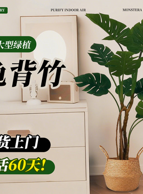 龟背竹客厅大盆栽老桩大叶室内大型落地绿植物高级感盆景懒人好养