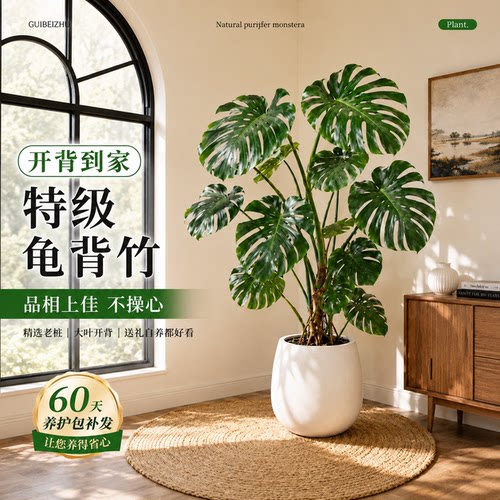 客厅落地龟背竹老桩懒人好养