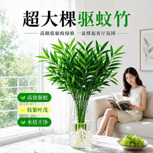 驱蚊竹柏水培植物盆栽室内好养客厅竹子桌面大棵水养四季常青绿植