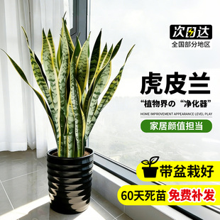 金边虎皮兰盆栽大型金边虎尾兰室内绿植客厅大花盆植物净空气好养