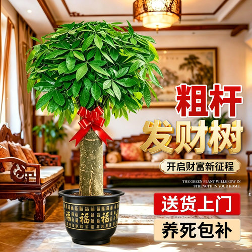 2026新款发财树大盆栽乔迁送礼