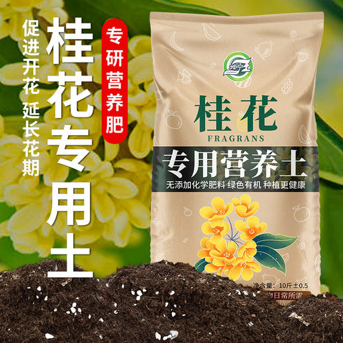 桂花专用土花色艳花期长