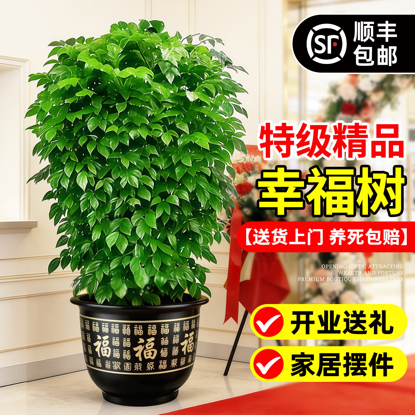幸福树客厅大盆栽室内大型绿植平安树老桩绿宝丛生树苗观叶植物