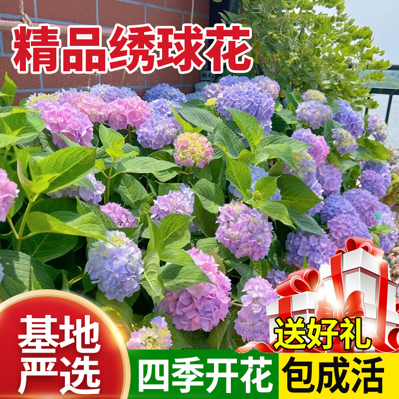 包成活精品绣球花苗花期长根系壮