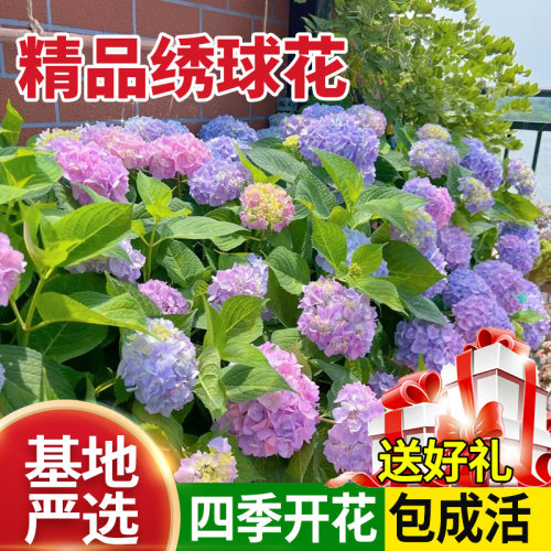 包成活精品绣球花苗花期长根系壮