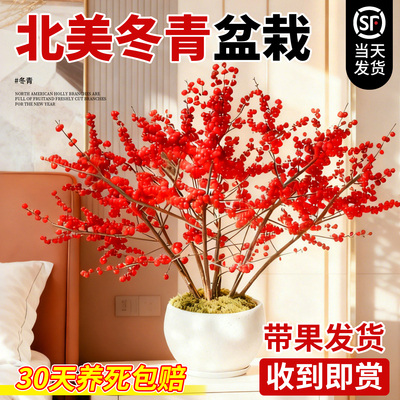 北美冬青红果水培鲜花新年盆栽室内鲜切银柳真花鲜枝年宵花卉水养