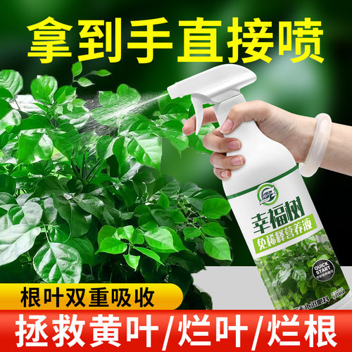 免稀释幸福树专用肥料营养液