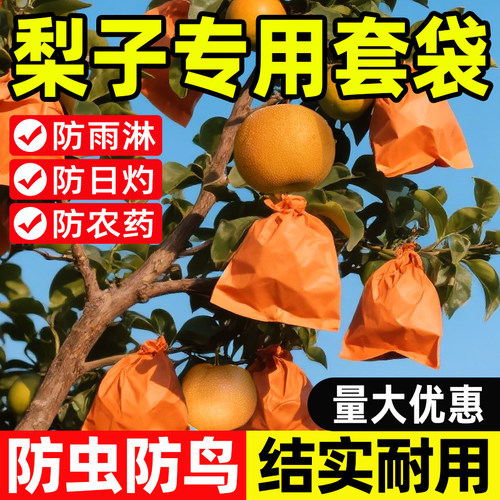 梨子套袋秋月梨预防虫害果实香甜