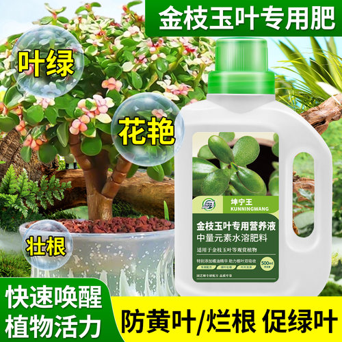 金枝玉叶专用营养液防掉叶助上色