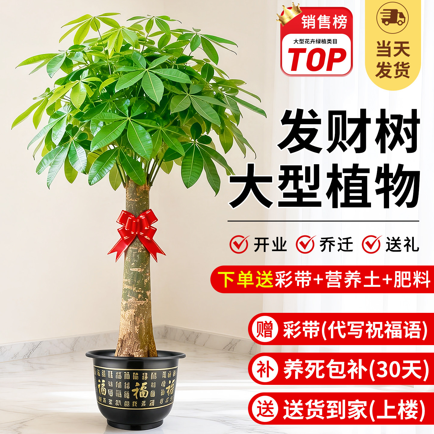 发财树盆栽大棵室内摆客厅大型步步高招财树绿植物办公室乔迁开业,鲜花速递/花卉仿真/绿植园艺,大型绿植/成品组合盆栽,淘宝优惠券,粉丝福利购,淘宝优惠卷