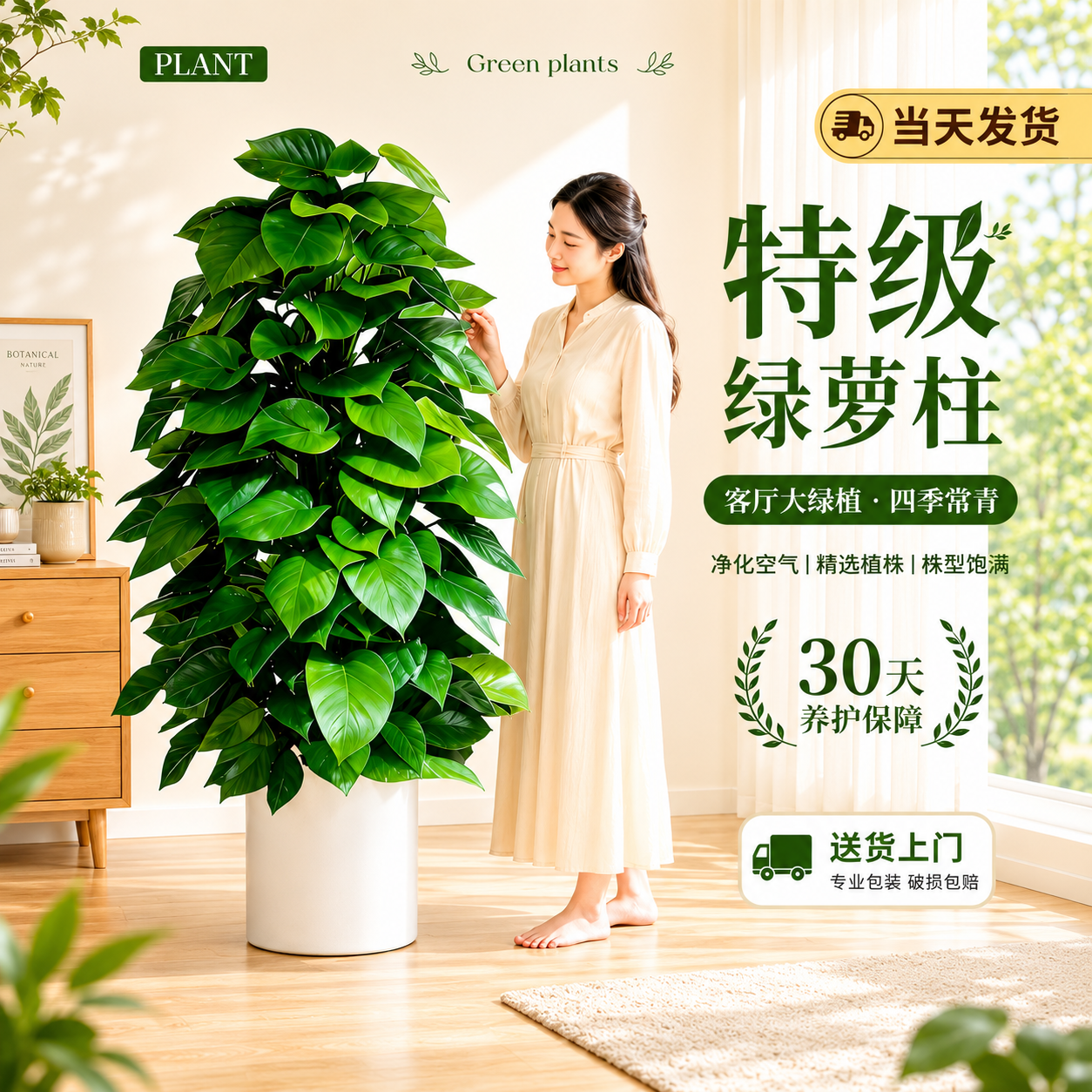 大叶绿萝柱大盆栽客厅大型绿植室内绿萝超大叶净化空气植物好养活