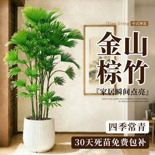 金山棕竹大型绿植客厅室内外