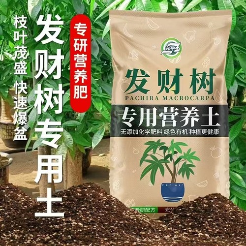 发财树专用营养土叶片绿根系好