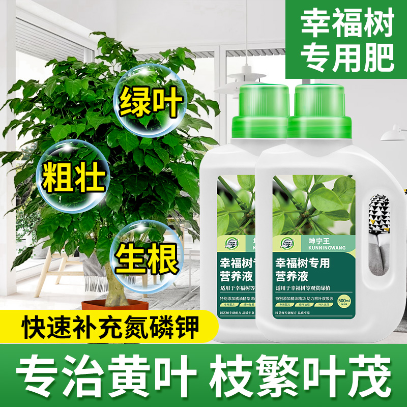 坤宁王幸福树营养液专用型效果好