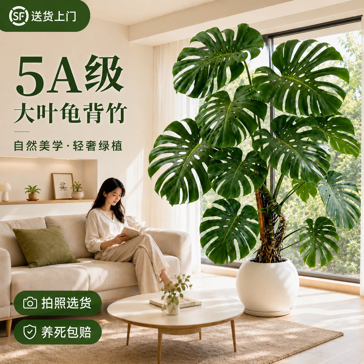 客厅高端大气龟背竹老桩落地盆栽图片