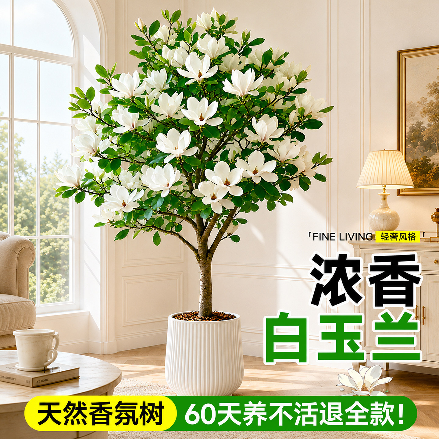 白玉兰老桩盆栽带苞室内阳台图片