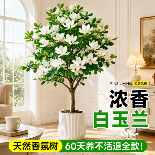 白玉兰老桩盆栽带苞室内阳台