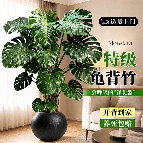 龟背竹老桩大叶落地好养盆栽