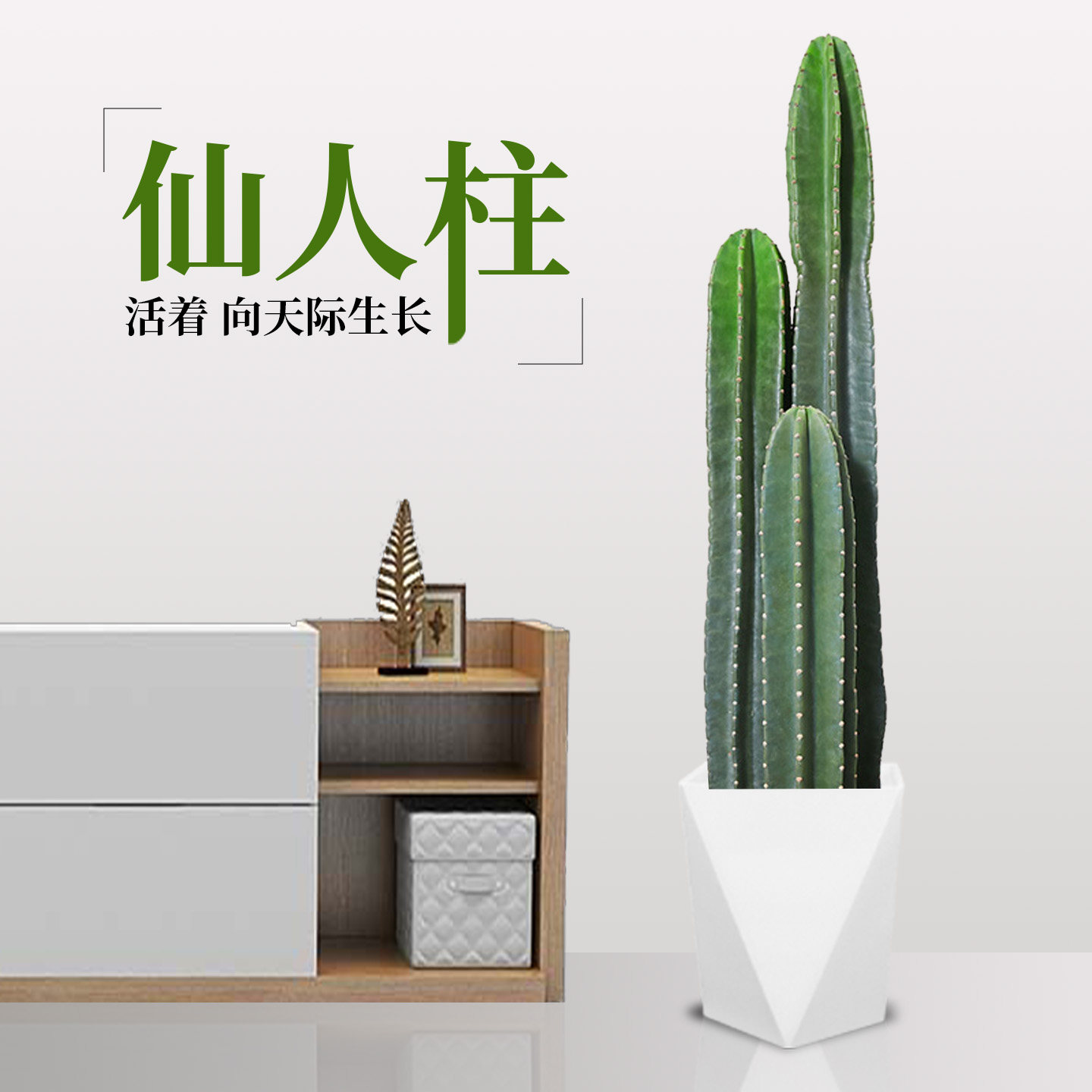 仙人柱量天尺盆栽北欧风室内大型客厅好养多肉植物无刺仙人掌绿植,鲜花速递/花卉仿真/绿植园艺,大型绿植/成品组合盆栽,淘宝优惠券,粉丝福利购,淘宝优惠卷