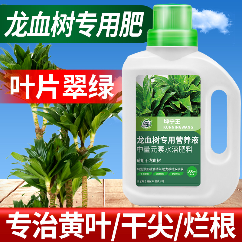坤宁王龙血树营养液专用型效果好