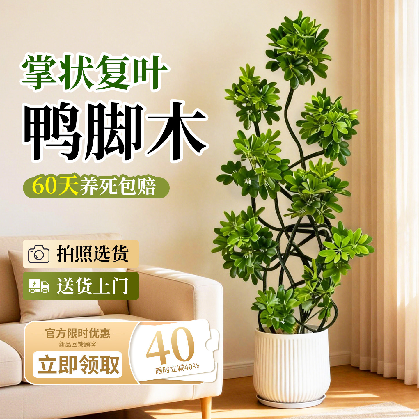 造型鸭脚木客厅绿植高级感八方来财大型盆栽高端大气上档次鸭掌木,鲜花速递/花卉仿真/绿植园艺,大型绿植/成品组合盆栽,淘宝优惠券,粉丝福利购,淘宝优惠卷
