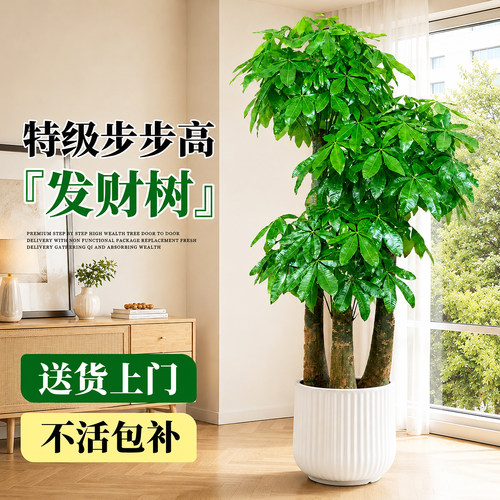步步高发财树三杆大盆栽乔迁礼