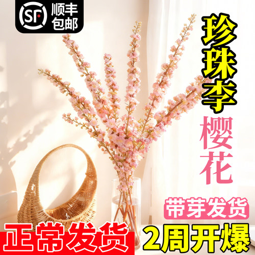 水培珍珠李鲜切枝樱花红梅干枝水培带花苞桃花枝腊梅雪柳插花摆件