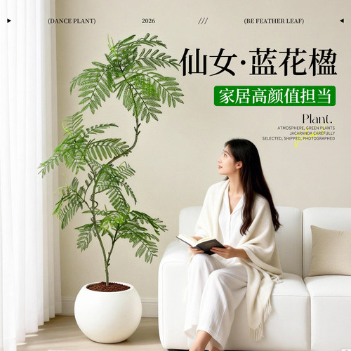 蓝花楹盆栽落地老桩好养客厅