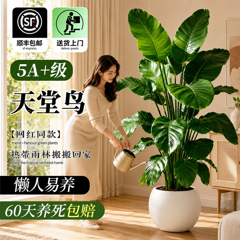 天堂鸟室内客厅高端大型绿植盆栽图片
