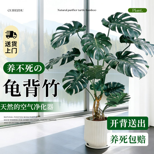 客厅落地龟背竹老桩懒人好养