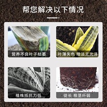 虎皮兰肥料专用肥营养液虎尾兰金边家用盆栽植物通用土水培叶面肥