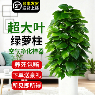 大叶绿萝柱盆栽客厅大型绿植带盆新家入住除甲醛净化空气好养绿箩