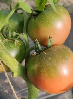 盘锦碱地柿子鹰爪草莓西红柿新鲜生吃自然熟孕妇水果番茄5斤包邮
