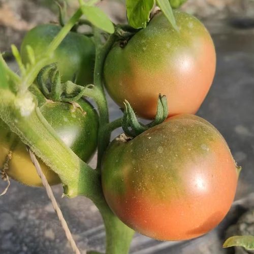 盘锦碱地柿子鹰爪草莓西红柿新鲜生吃自然熟孕妇水果番茄5斤包邮