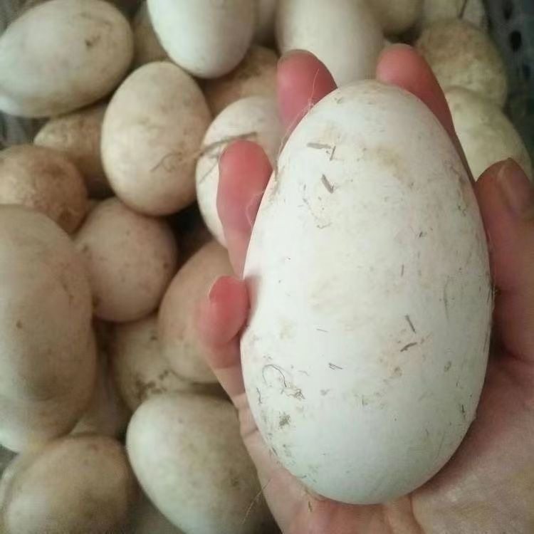 12枚装120-140克双黄农村散养大鹅蛋新鲜现发当日鲜蛋正宗土鹅蛋,水产肉类/新鲜蔬果/熟食,鸡蛋,淘宝优惠券,粉丝福利购,淘宝优惠卷