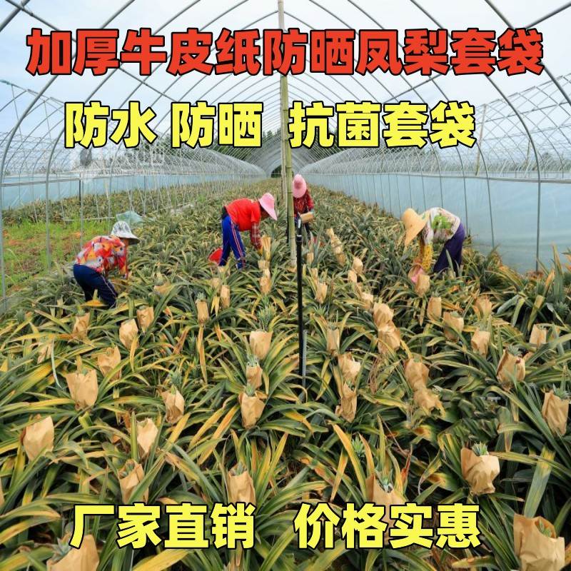 凤梨加厚套袋菠萝专用袋黄梨纸袋无眼菠萝果袋旺梨水果防晒保护袋