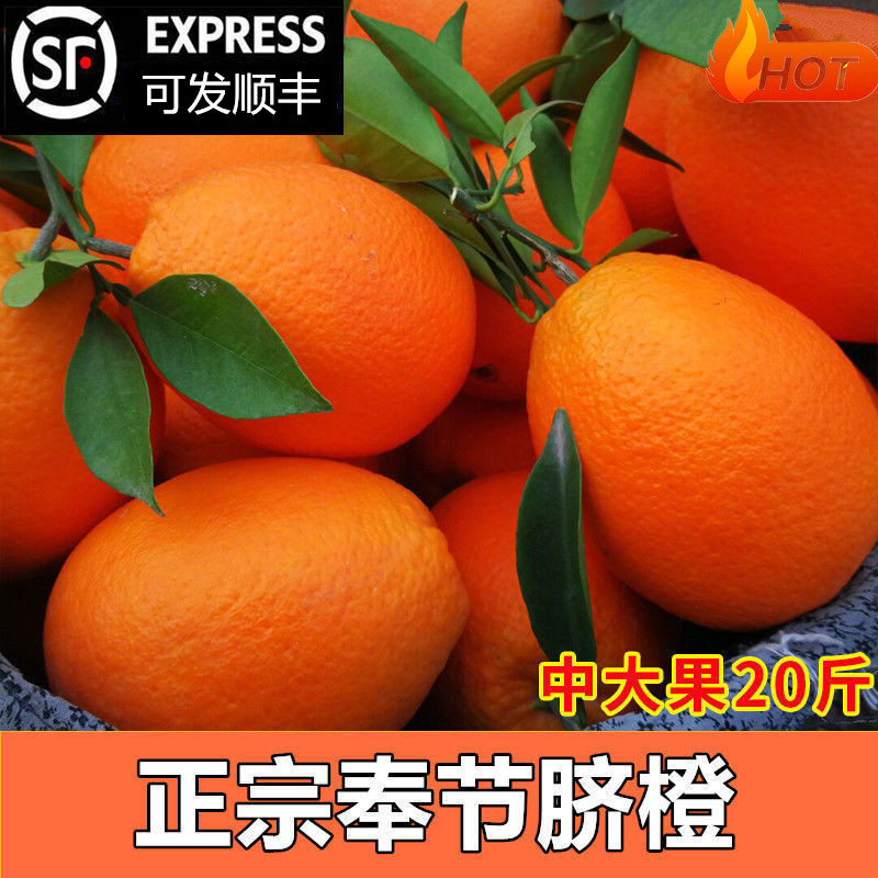 纽荷尔重庆脐橙fjqch/奉节脐橙