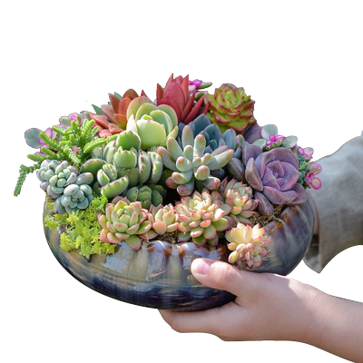 陶瓷田园特价多肉花盆