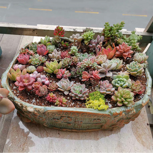 不梵 20-30厘米大口径多肉花盆陶瓷大号特价清仓包邮花盆特大拼盘