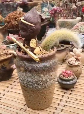 猴尾柱孙悟空多肉花盆摆件茶宠