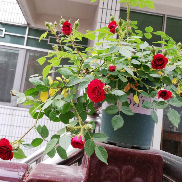 无条件的爱月季红色小花勤花多头阳台微月盆栽花卉耐热好养容活花
