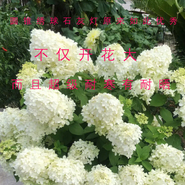 圆锥绣球石灰灯洁白大花阳台庭院花镜搭配植物耐寒耐冷好养容易活