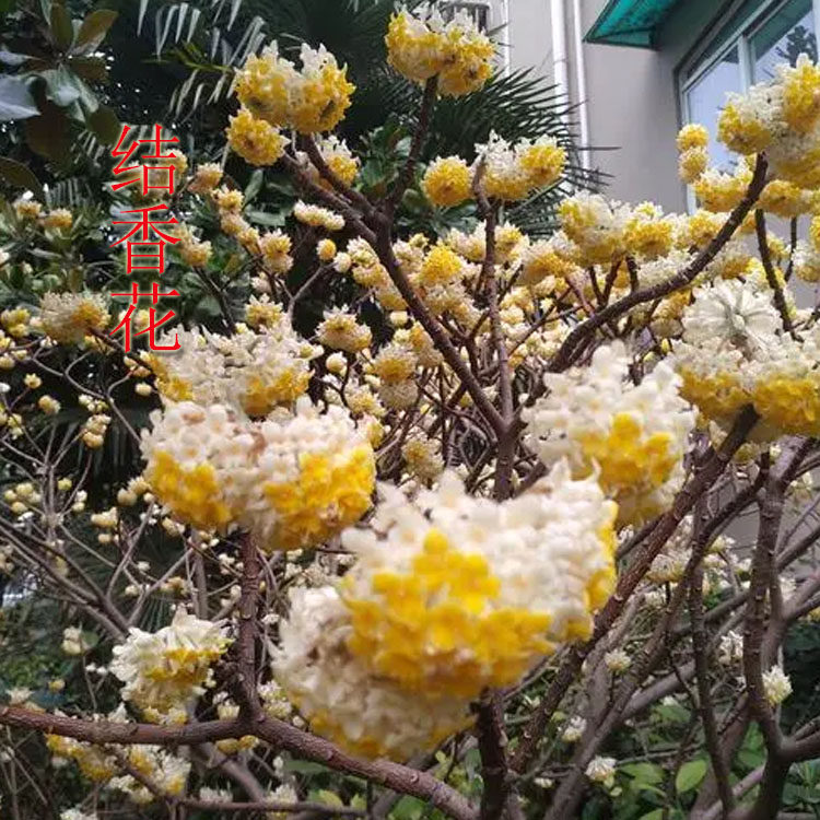 结香花庭院阳台花镜搭配花卉盆栽浓香清香植物容易好养乔木绿植花