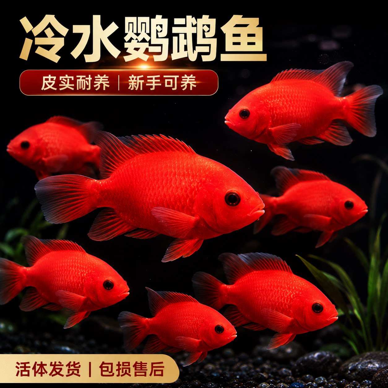 冷水鹦鹉鱼耐活红鱼淡水好养易活冷水鱼苗观赏鱼活鱼金鱼耐活锦鲤