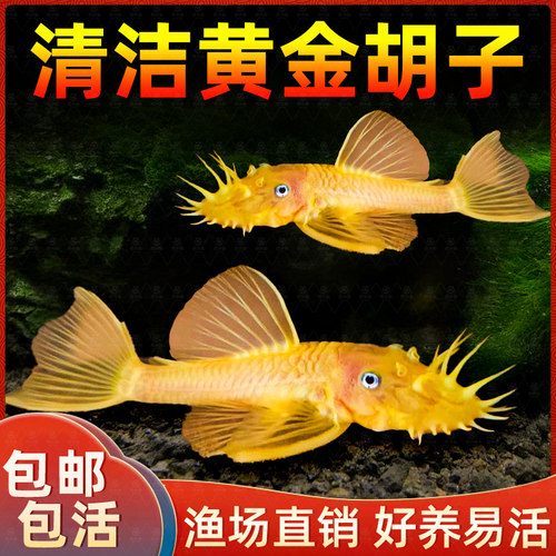黄金胡子鱼黄金大胡子鱼除藻鱼观赏鱼清洁鱼鼠鱼清道夫鱼黄金大帆