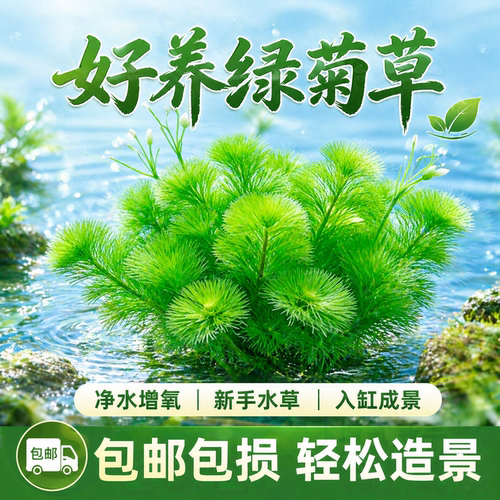 火山石绿菊小坨草鱼缸后景真水草新手好养增氧淡水阴性活体植物