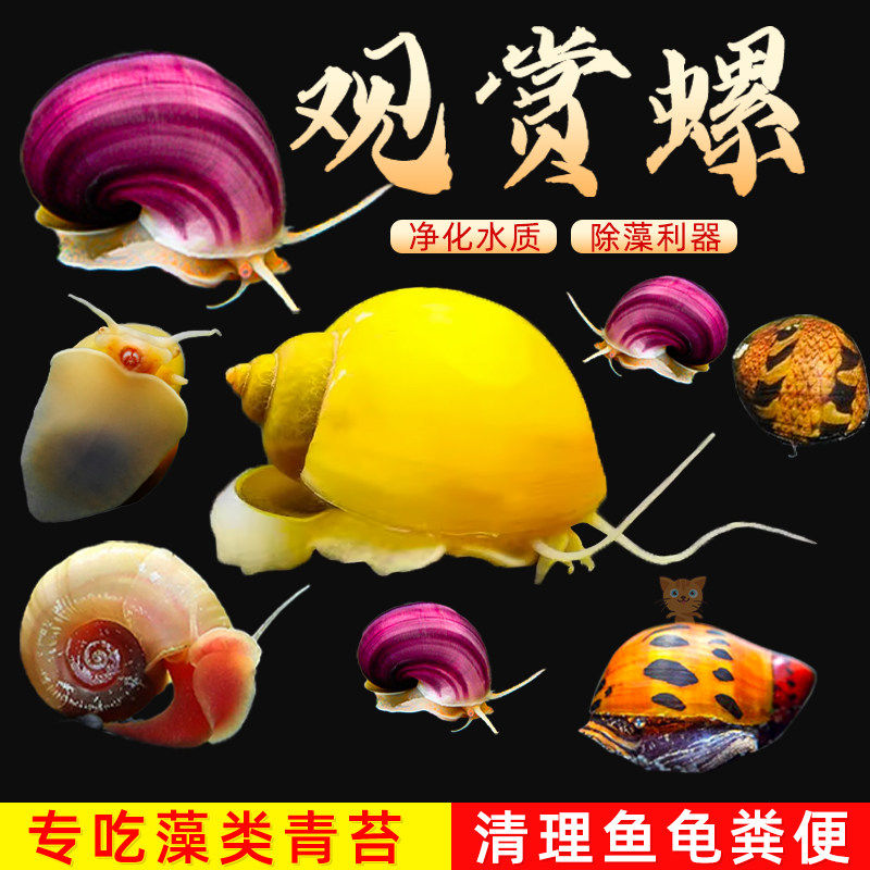 观赏螺淡水苹果螺鱼缸除藻工具吃藻清缸清理大号蜗牛小宠物黄金螺,宠物/宠物食品及用品,其它水族宠物,淘宝优惠券,粉丝福利购,淘宝优惠卷